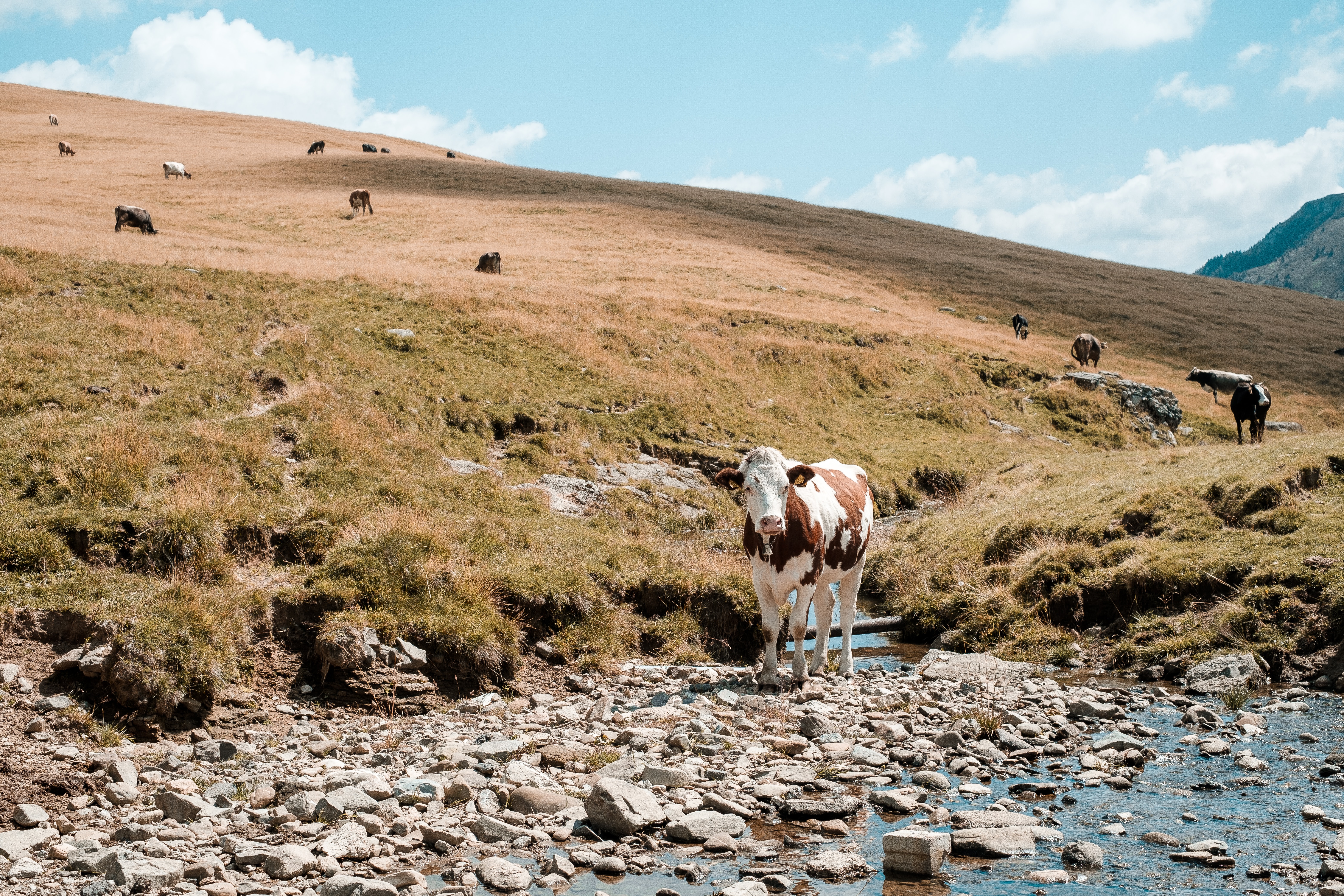 Highland cattle: Ancient breed makes big comeback